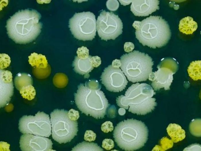 Archisio - Giesse Disinfestazioni - Progetto Disinfezioni