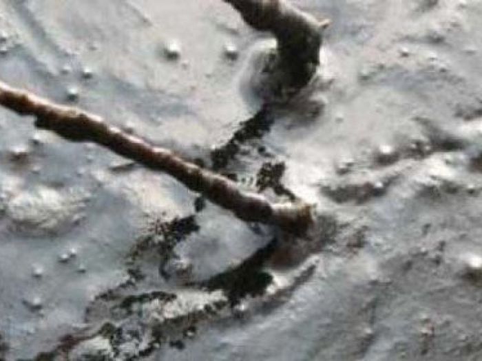 Archisio - Impresa Petazzi - Progetto Impresa edile