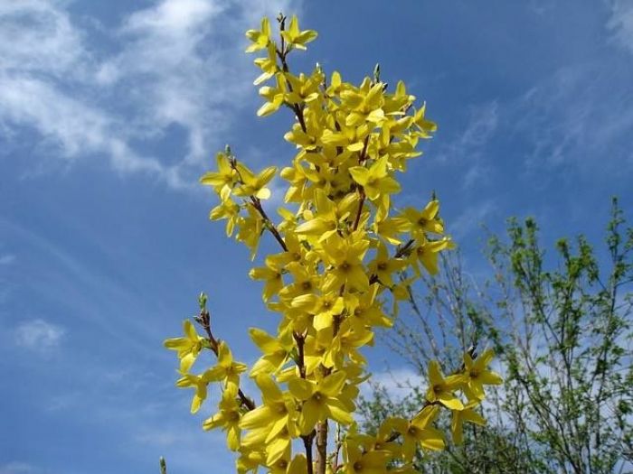 Archisio - Vivai Cantatore - Progetto Piante