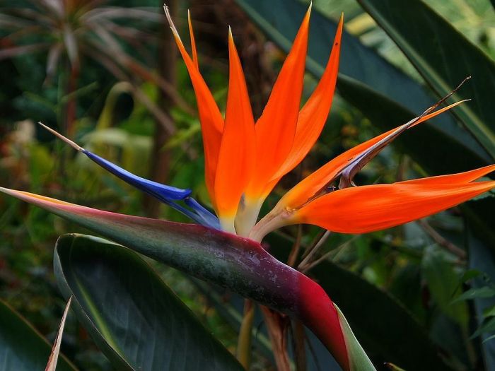 Archisio - Vivai Cantatore - Progetto Piante