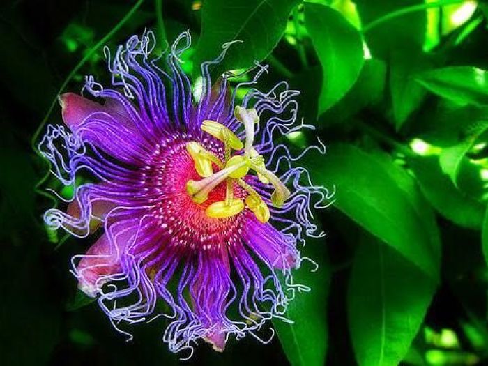 Archisio - Vivai Cantatore - Progetto Piante