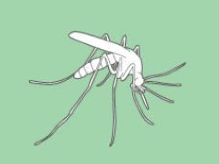 Archisio - Hampton Disinfestazioni - Progetto Disinfestazione zanzare RattiBlattePiccioniCimici da lettoAcari della polvere