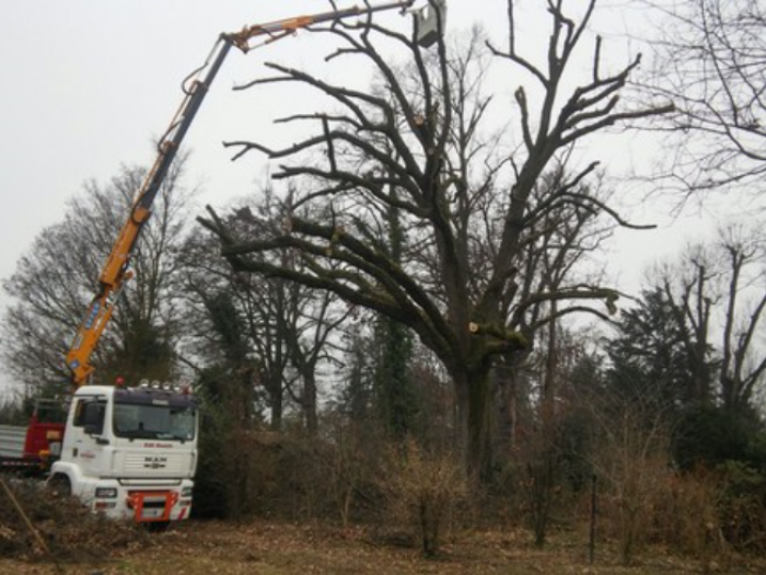 Archisio - Coperture Edili E Spalatura Neve Edil Romiti - Progetto Portatura piante ad alto fusto