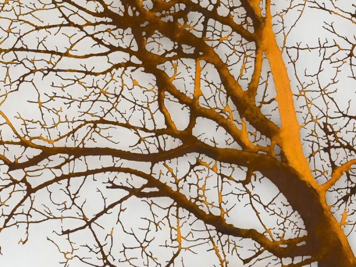 Archisio - Studio Cc - Progetto Albero