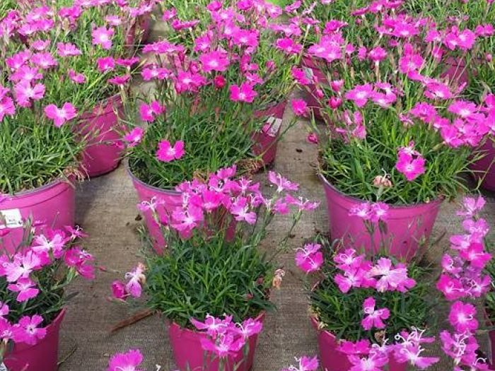 Archisio - Massarroni - Vivai Piante - Garden - Progetto Vivai e piante