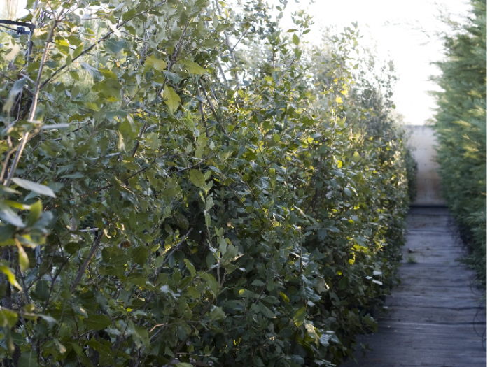 Archisio - Vivai Cantatore - Progetto Piante