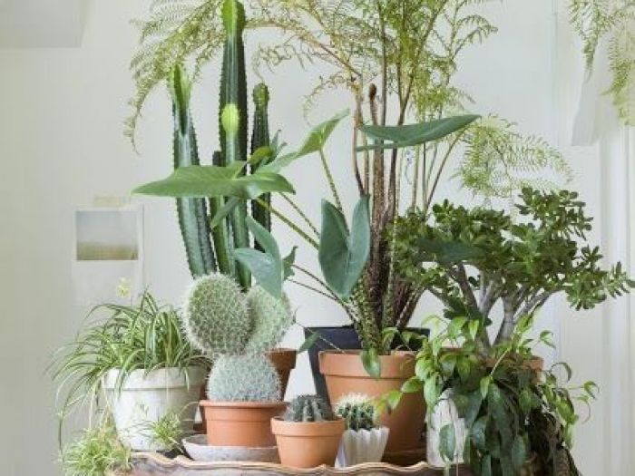 Archisio - Dotto Francesco Consulting Green - Progetto Crea ambiente salubre interno