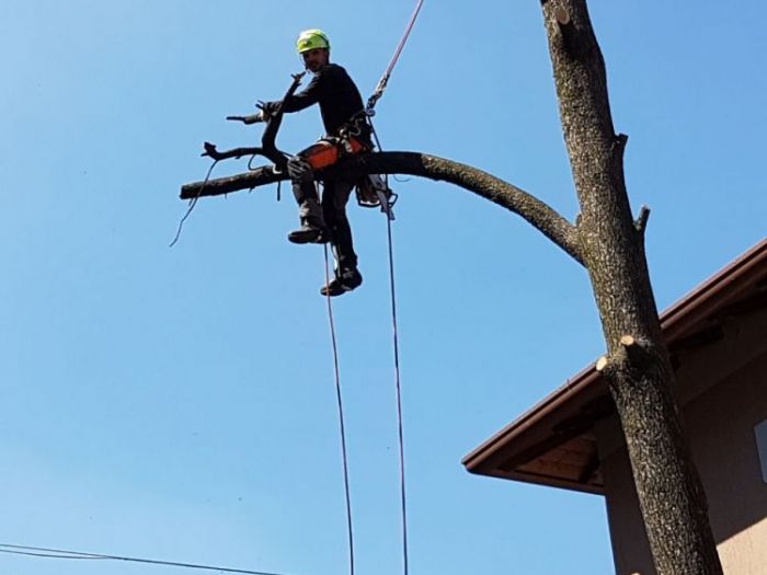 Archisio - I Giardini Dei Tudor - Progetto Realizzazione di giardino