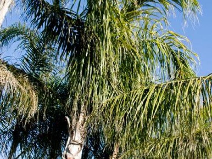 Archisio - Vivai Cantatore - Progetto Piante