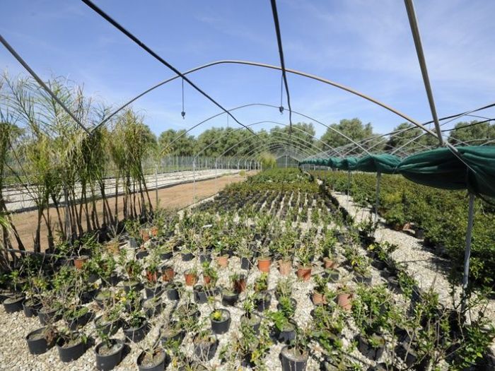 Archisio - Piante Macri - Progetto Serre di produzione