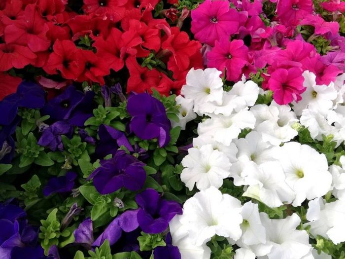 Archisio - Robi Bonaita Alessio Bonaita Fabiano Bonaita - Progetto I fiori di ornella