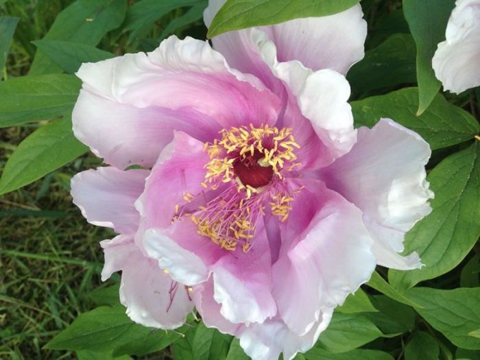 Archisio - Carlo Maria Maggia - Progetto Giardini