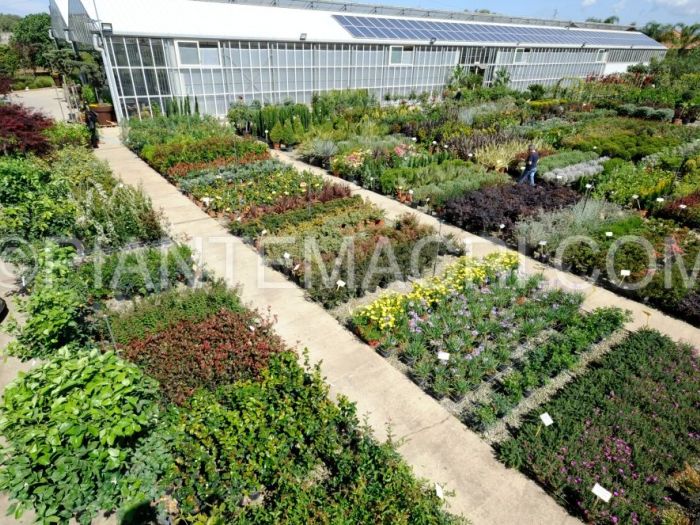 Archisio - Piante Macri - Progetto Il vivaio