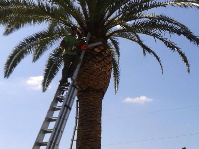 Archisio - Service Garden - Progetto Manutenzione verde