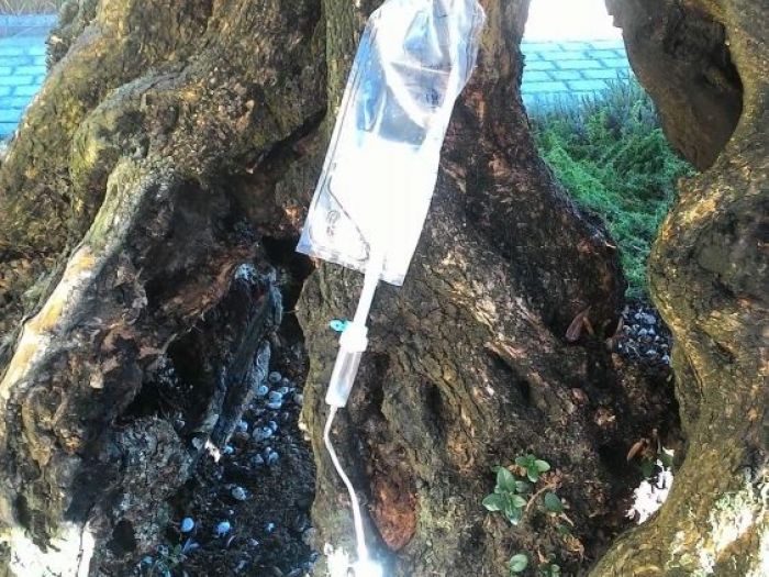 Archisio - Claudio Raiteri Verde Giardino - Progetto Endoterapia