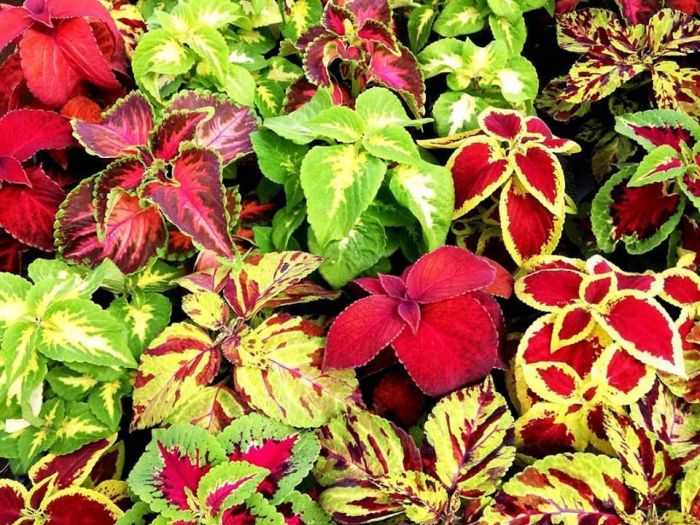 Archisio - Robi Bonaita Alessio Bonaita Fabiano Bonaita - Progetto I fiori di ornella