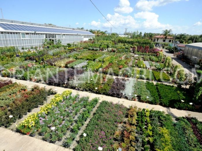 Archisio - Piante Macri - Progetto Il vivaio