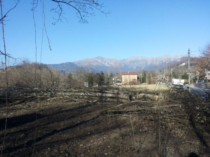 Archisio - Il Dottore Del Verde Di Bruno Barnaba - Progetto Utilizzazioni boschive