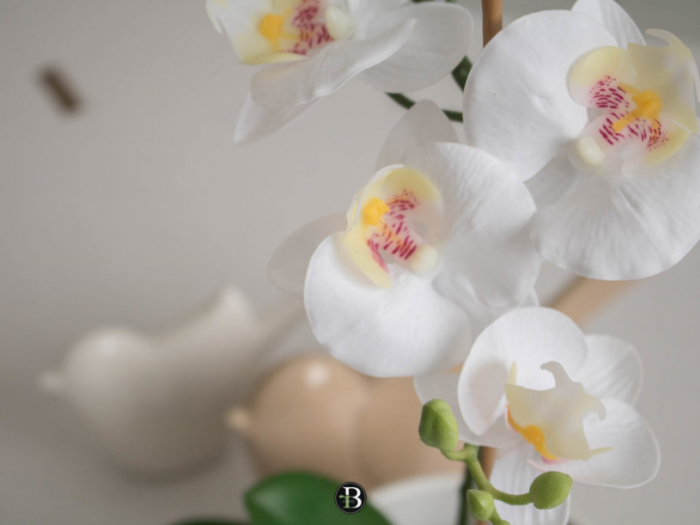 Archisio - Roberta Bossolasco - Progetto Giuliana