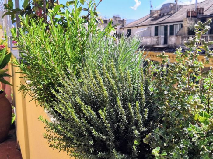 Archisio - Progettare Spazi Verdi - Progetto Profumi e colori