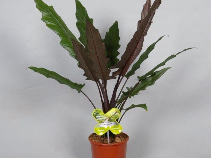 Archisio - Artenatura Vivai Saas - Progetto Piante da interno