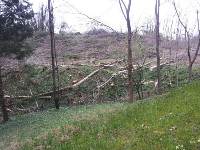 Archisio - Il Dottore Del Verde Di Bruno Barnaba - Progetto Utilizzazioni boschive