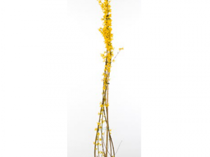 Archisio - Vivai Cantatore - Progetto Piante