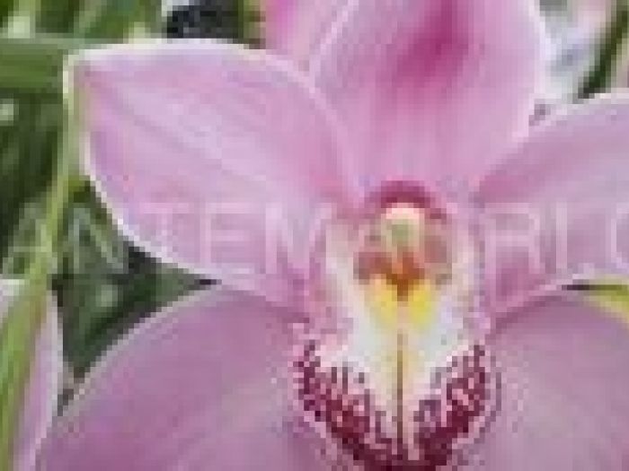 Archisio - Piante Macri - Progetto Il garden