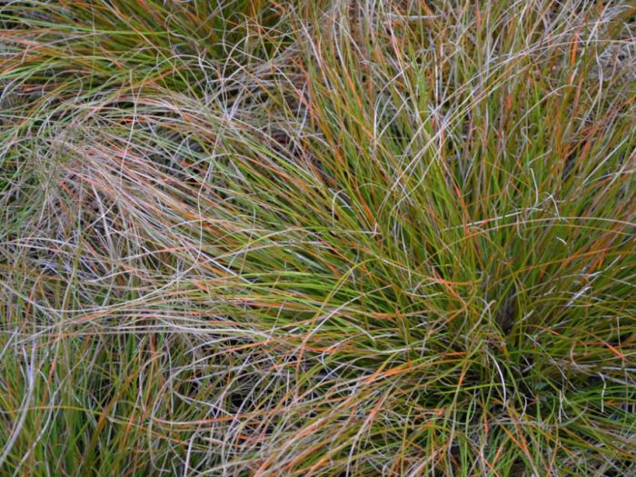 Archisio - Lucia Panzetta - Progetto Il giardino dei sensi