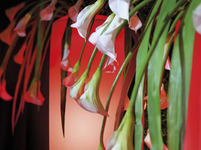 Archisio - Jupiter International srl - Progetto Set arrangement - composizioni floreali