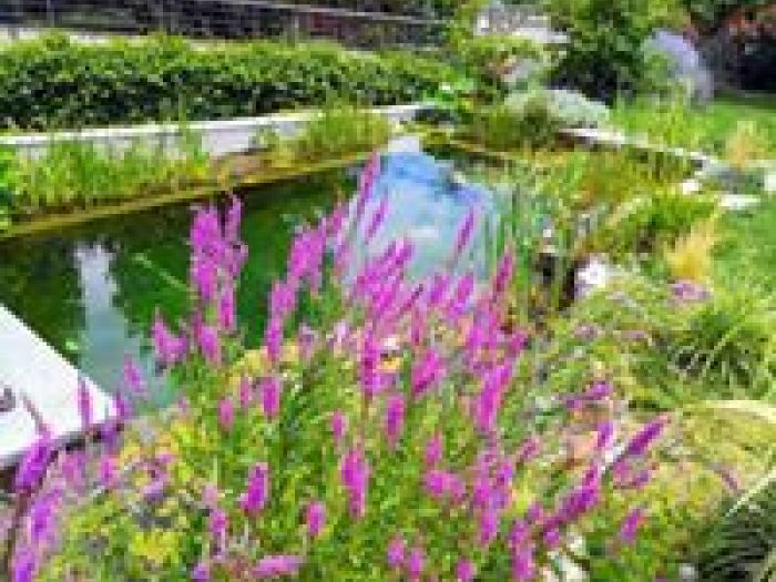 Archisio - Arqtropa Studio - Progetto Piscine naturali e vegetazione acquatica