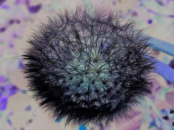 Archisio - Gianluca Vetrugno Meltem Kosan the Art Of The Negative - Artisti - Progetto Galleria 1 fotografie astratte