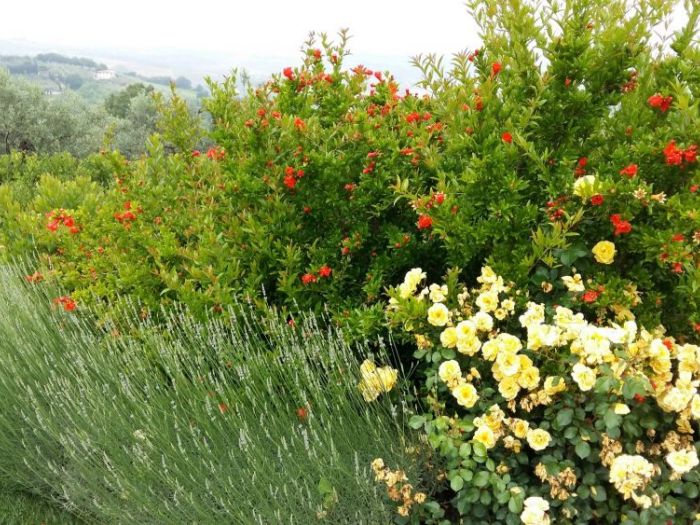 Archisio - Lidea Verde Snc Di Bandini Fabio C - Progetto Giardini