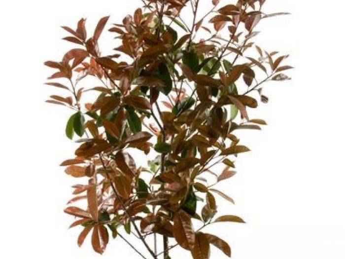 Archisio - Vivai Cantatore - Progetto Piante