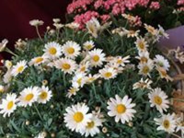 Archisio - Prafiori - Progetto Fiori