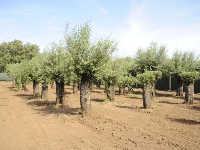 Archisio - Piante Macri - Progetto Serre di produzione