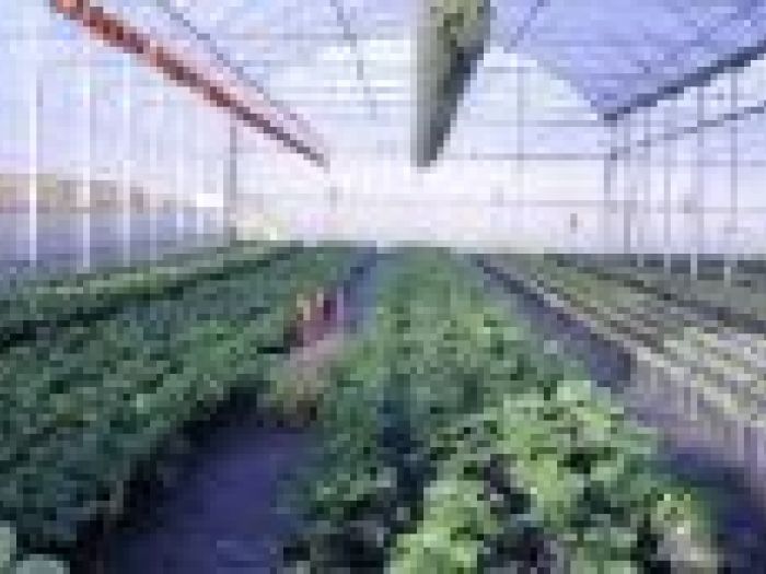 Archisio - Piante Macri - Progetto Serre di produzione