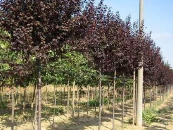 Archisio - Vivai Preti - Progetto Vivai preti