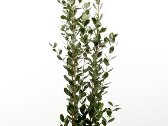 Archisio - Vivai Cantatore - Progetto Piante