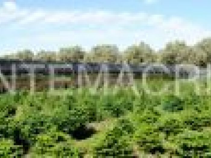 Archisio - Piante Macri - Progetto Serre di produzione