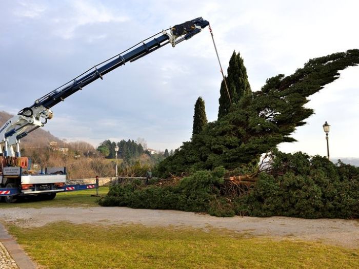 Archisio - Il Dottore Del Verde Di Bruno Barnaba - Progetto Abbattimento cedro monumento sisma 1976