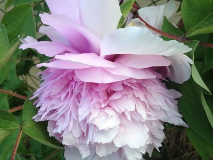 Archisio - Carlo Maria Maggia - Progetto Giardini