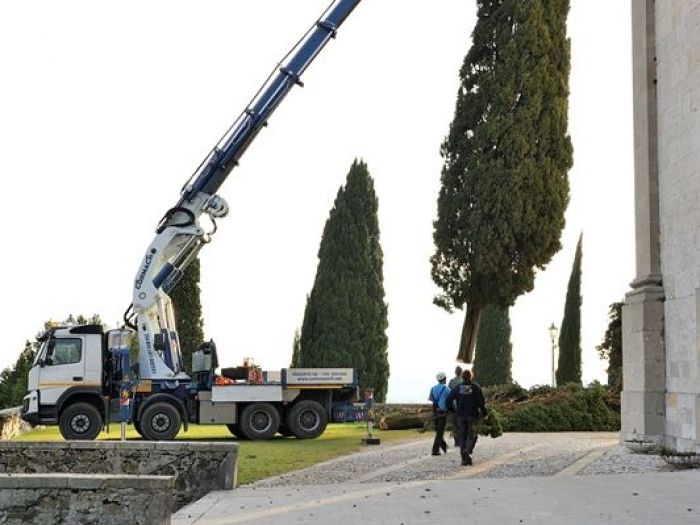 Archisio - Il Dottore Del Verde Di Bruno Barnaba - Progetto Abbattimento cedro monumento sisma 1976