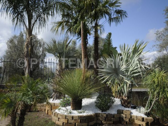 Archisio - Piante Macri - Progetto Il garden