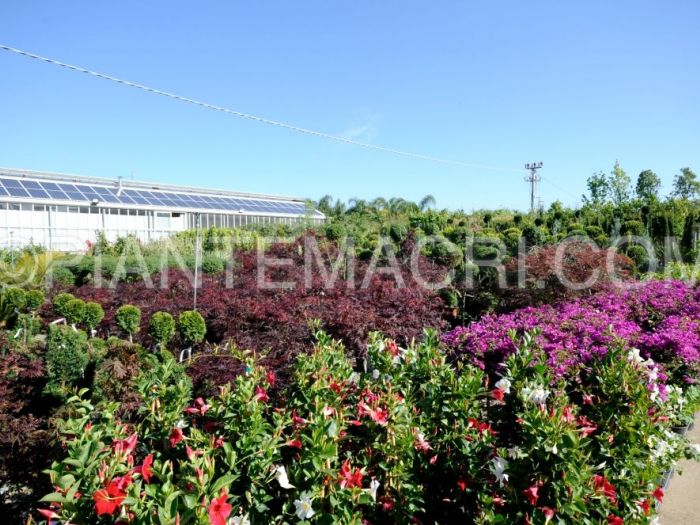 Archisio - Piante Macri - Progetto Il vivaio