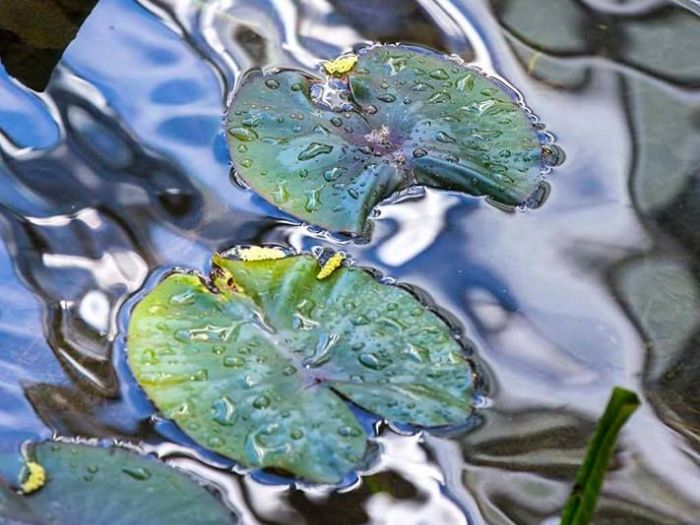 Archisio - Dario Fusaro Garden Photography - Progetto Piante