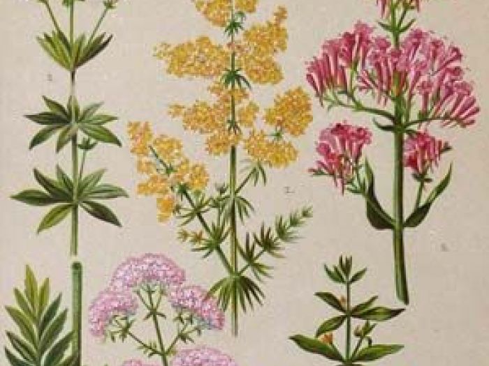 Archisio - Donatichita Di Anna Donati - Progetto Stampe antiche