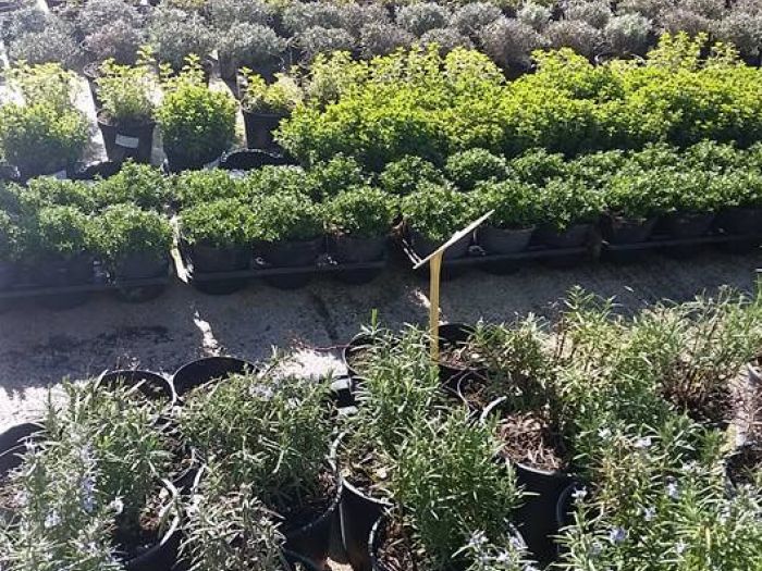 Archisio - Massarroni - Vivai Piante - Garden - Progetto Vivai e piante