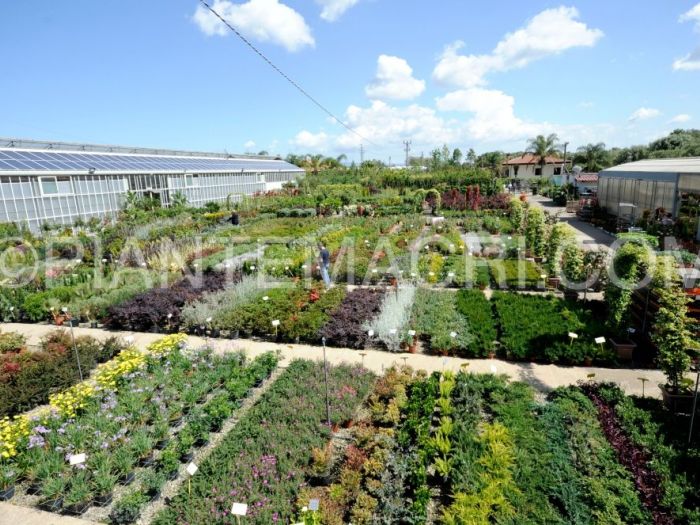 Archisio - Piante Macri - Progetto Il vivaio