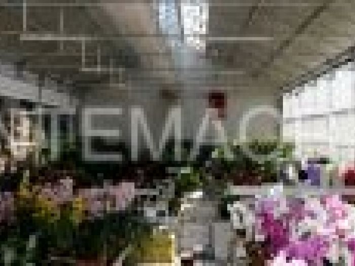 Archisio - Piante Macri - Progetto Il garden